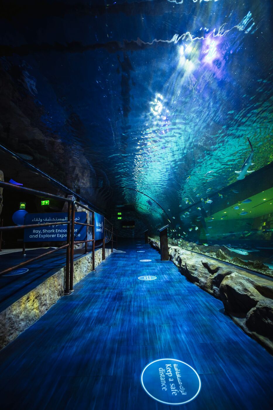 Shark tunnel at an aquarium, the signature experience at Aquarium Lanzarote