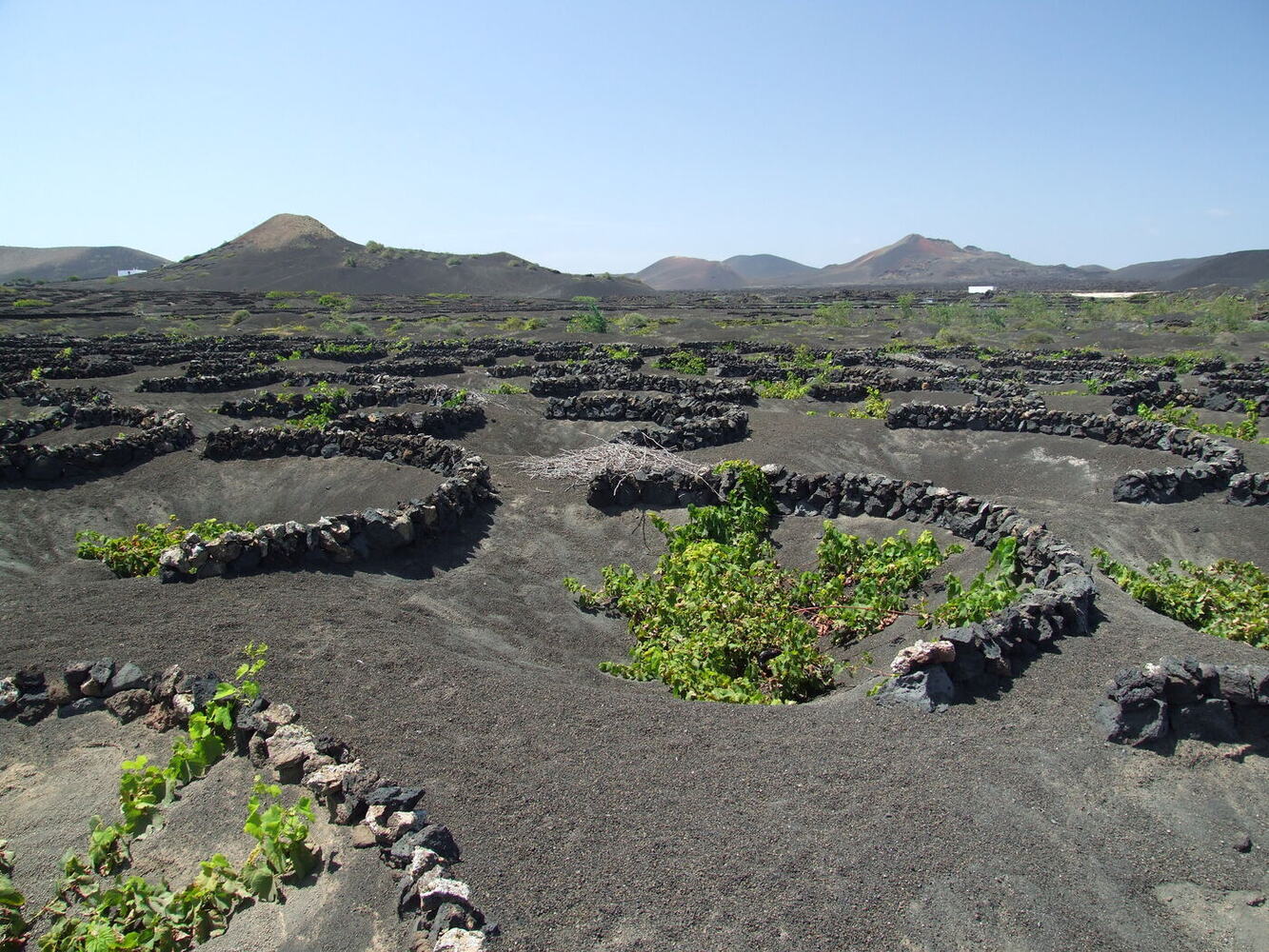 La Geria wine region with vines growing in volcanic ash pits, Lanzarote