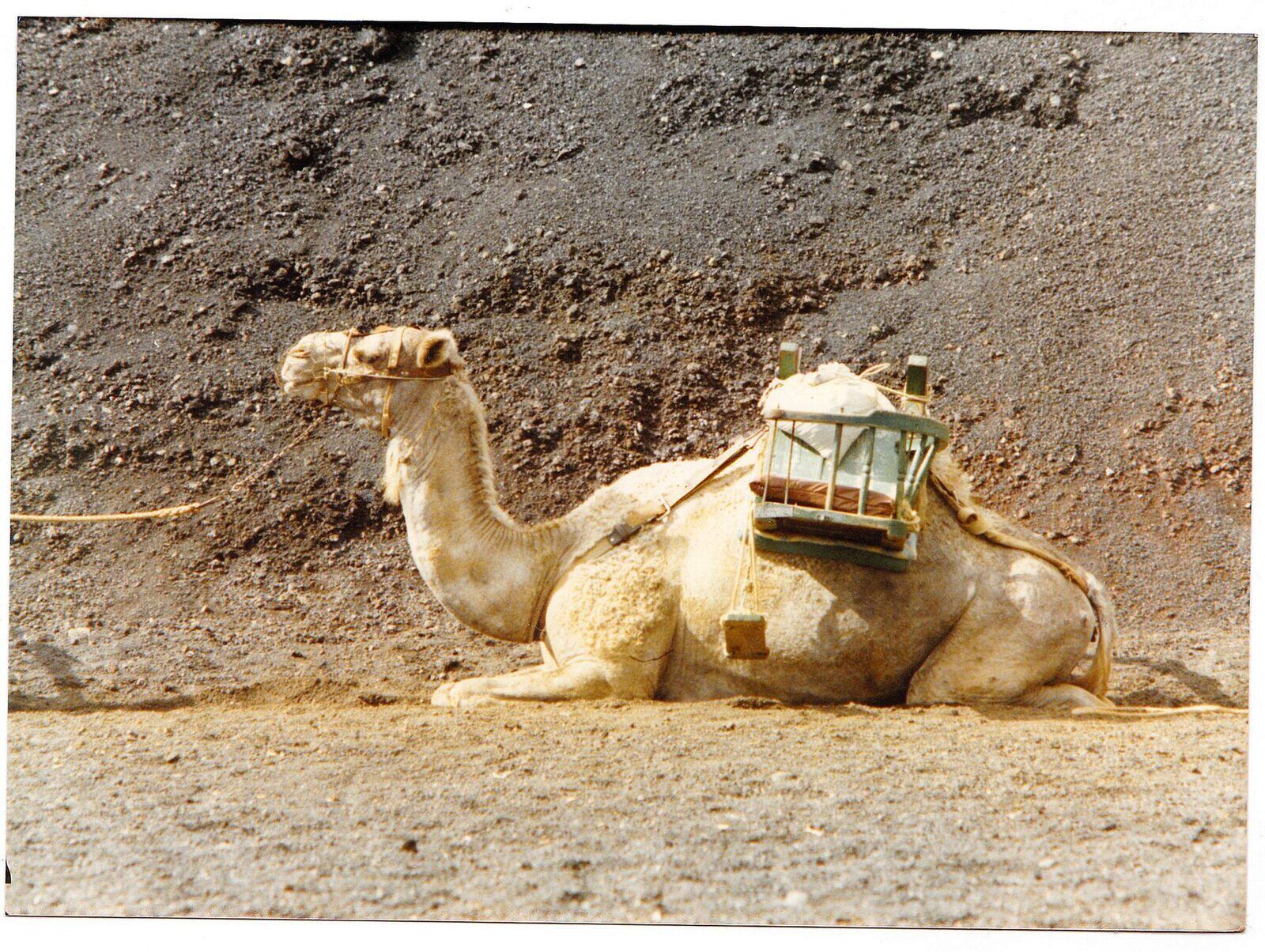 Camel caravan at the Echadero de los Camellos, Timanfaya, Lanzarote