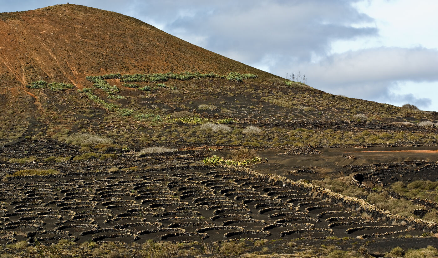 Malvasía Volcánica vines in volcanic ash soil at La Geria, Lanzarote