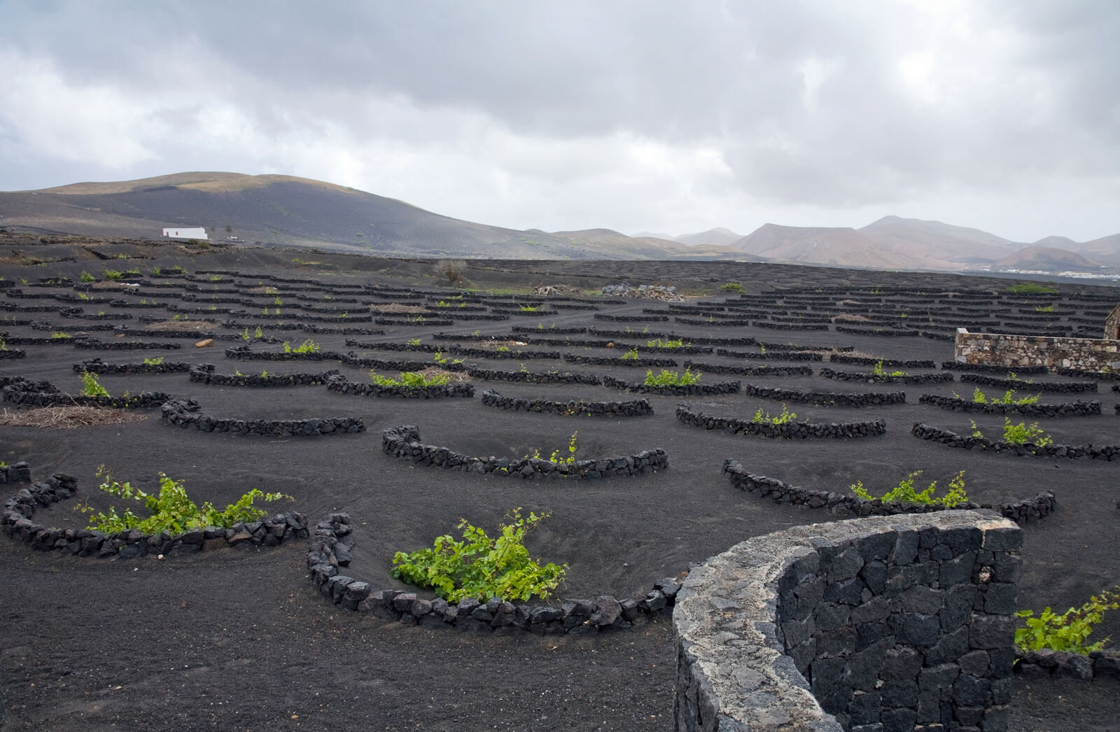 Black volcanic ash vineyards of La Geria with vines in stone-walled pits, Lanzarote