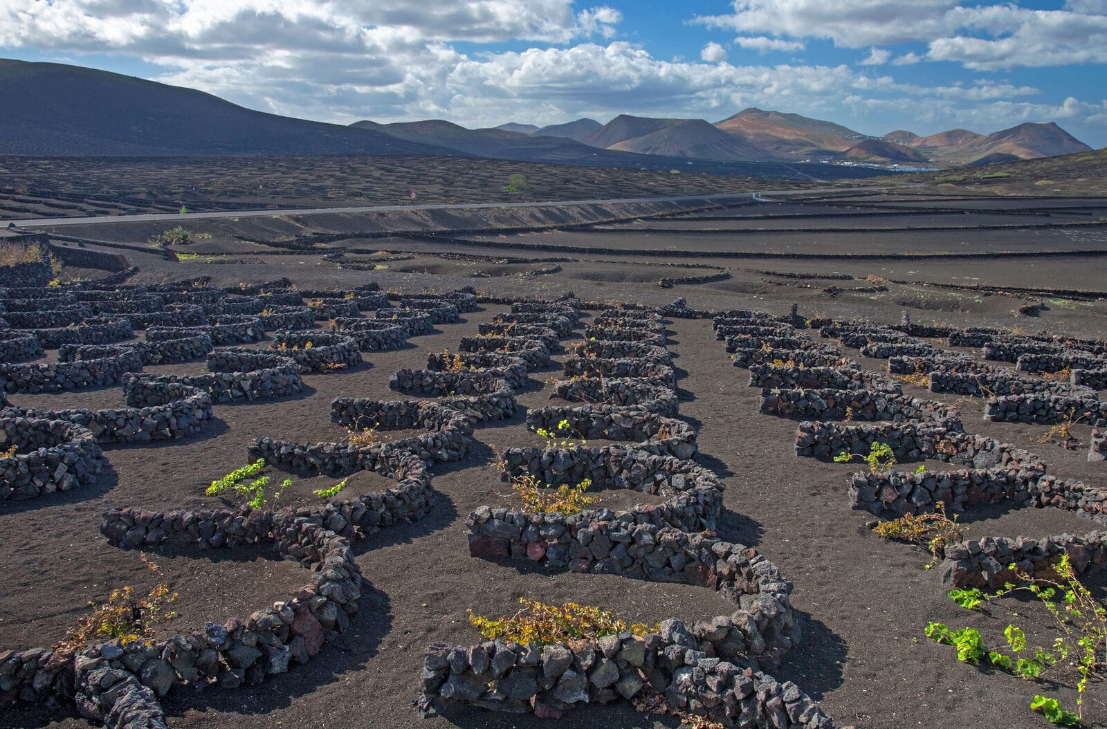 Close-up of a vine growing in a volcanic ash pit surrounded by a semicircular stone wall in La Geria, Lanzarote