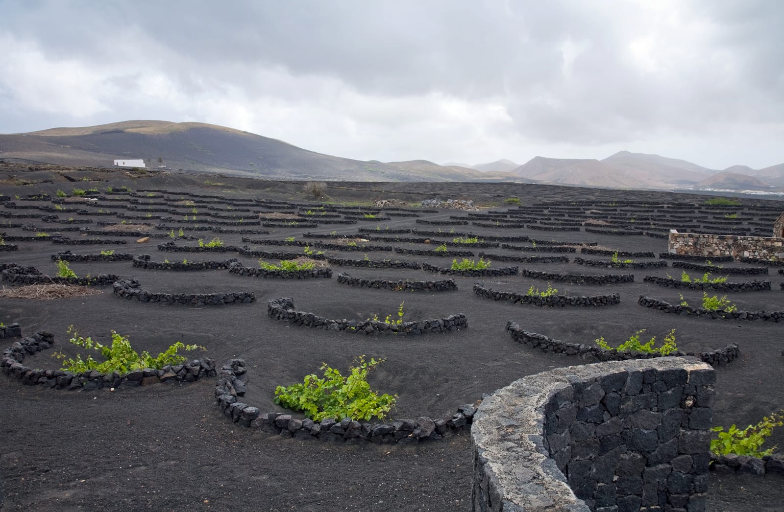 La Geria wine region in Lanzarote, with malvasía vines planted in single-vine pits dug into black volcanic lapilli