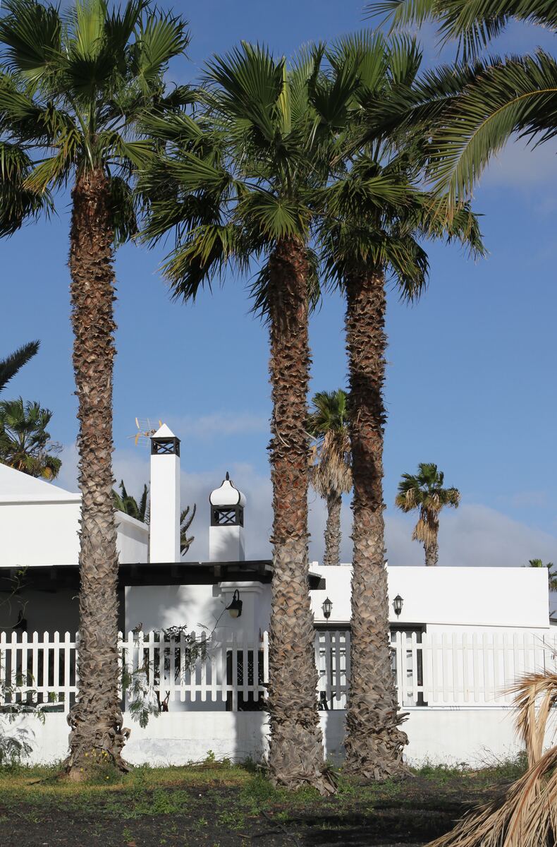 Tall palm trees along the Costa Teguise seafront on a hot summer morning, Lanzarote