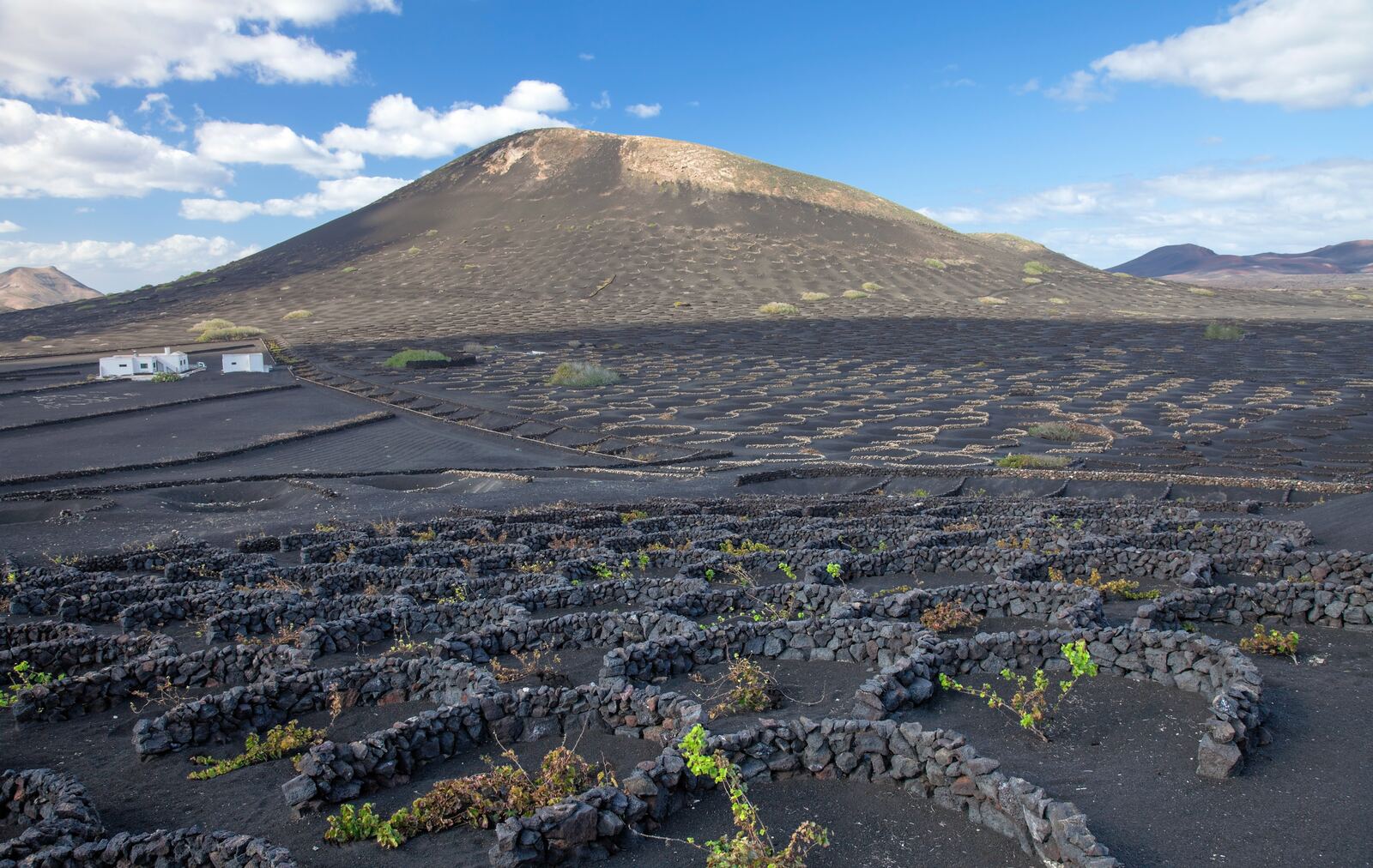 Malvasía vines growing in volcanic ash pits behind semi-circular zoco walls in La Geria, the wine region of Lanzarote