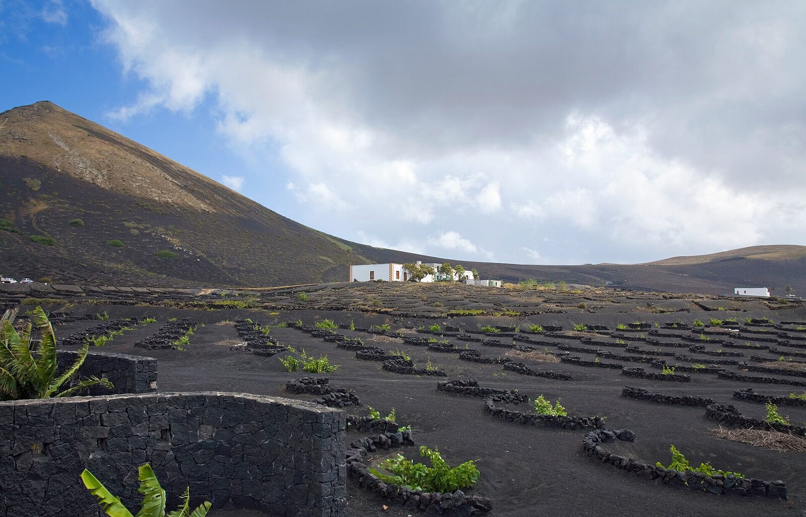 Volcanic vineyards in their black lava hollows at La Geria, Lanzarote, the 67K start